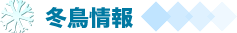 冬鳥情報